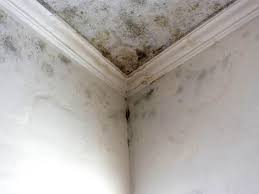 Union, MO Mold Removal Company